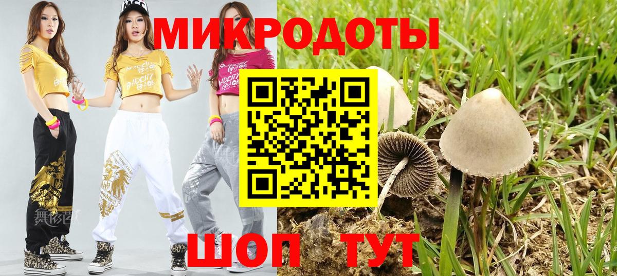 Псилоцибиновые грибы Psilocybe Новокузнецк